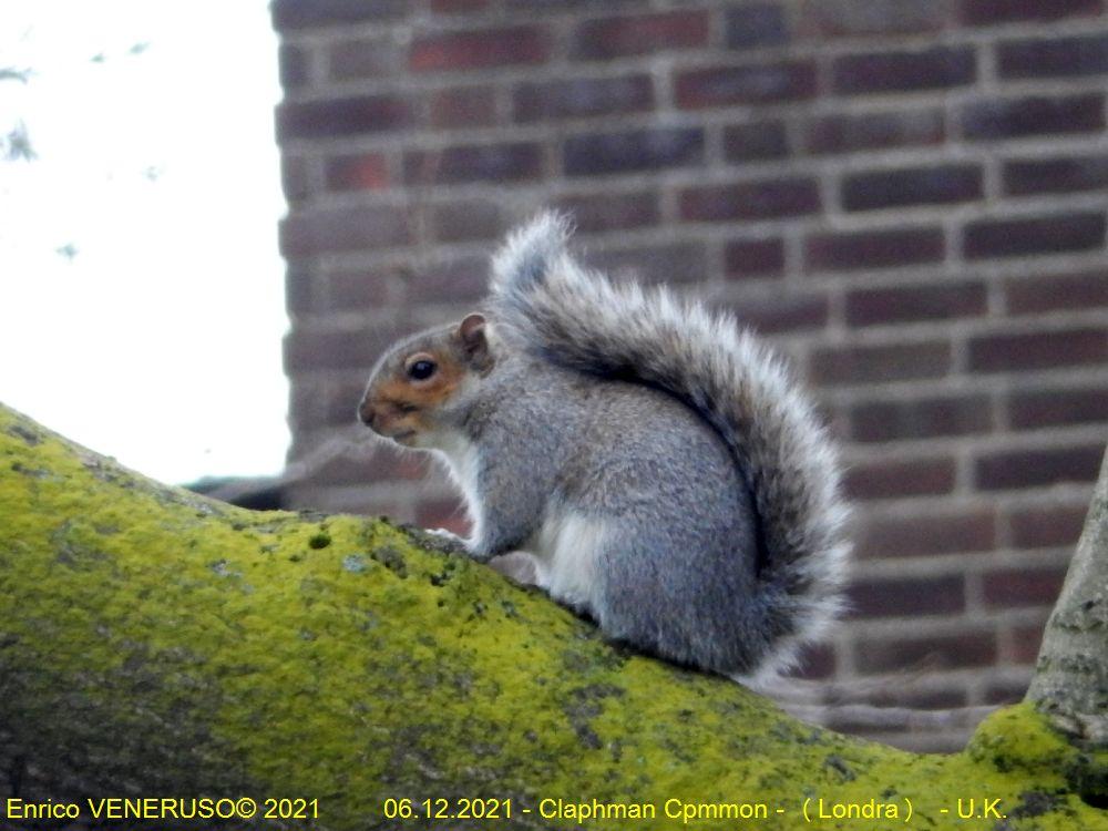 90 - Claphman Common (Londra)